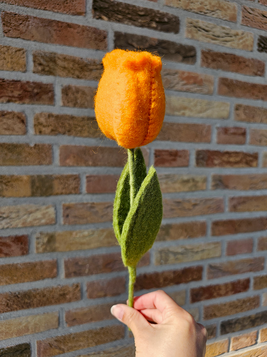 Tulp Oranje
