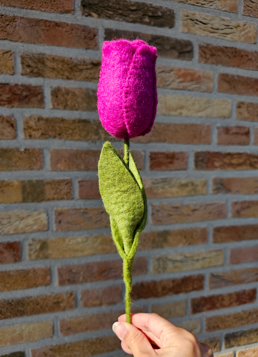 Tulp Paars