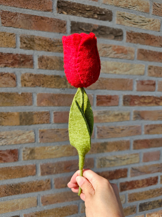 Tulp Rood