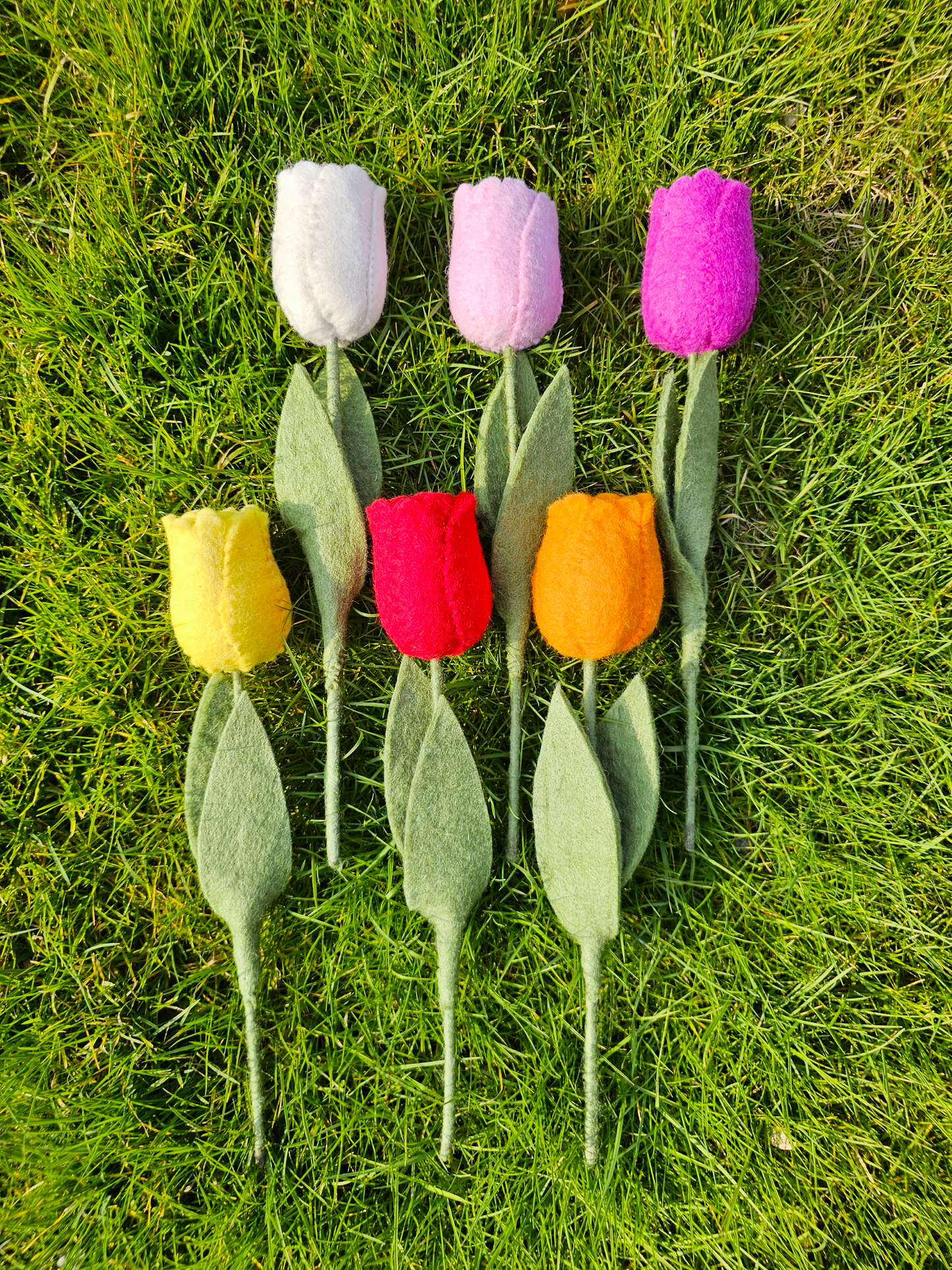 Tulp Roze